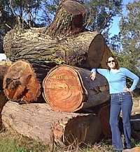  Logs for handmade wooden tables